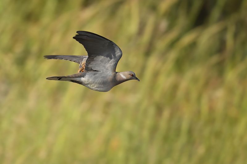 European Turtle Dove (Streptopelia turtur)