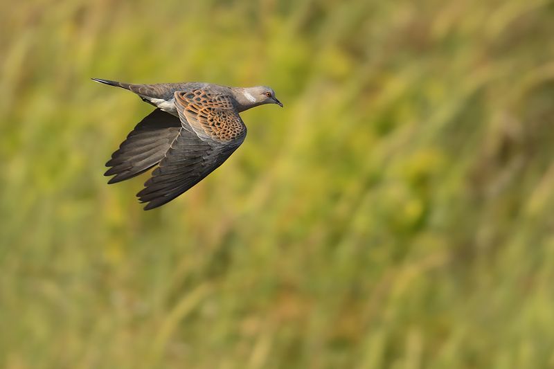 Gallery Turtle Dove