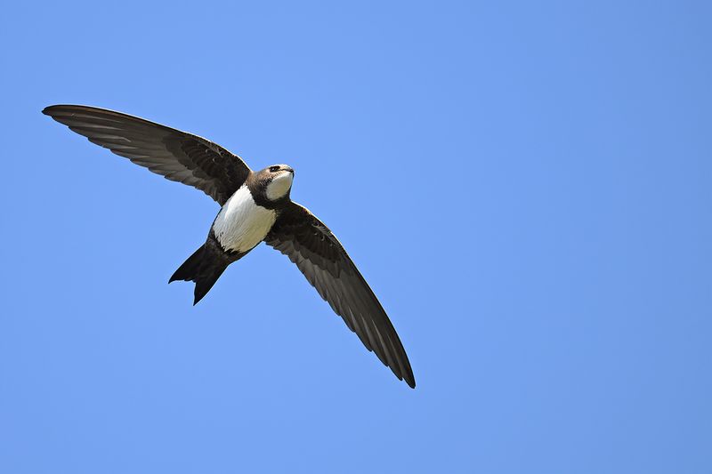 Alpine Swift (Tachymarptis melba)
