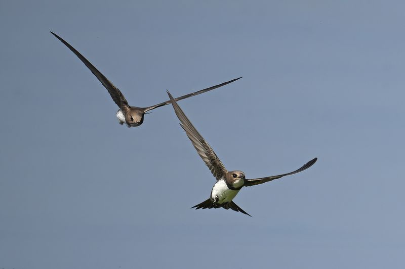 Alpine Swift (Tachymarptis melba)