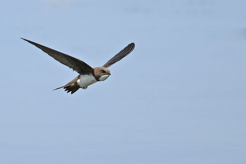 Alpine Swift (Tachymarptis melba)