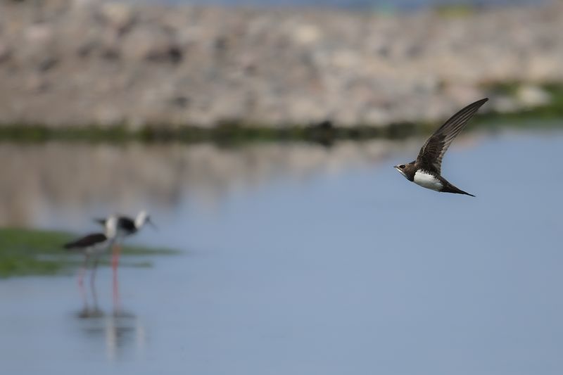 Alpine Swift (Tachymarptis melba)