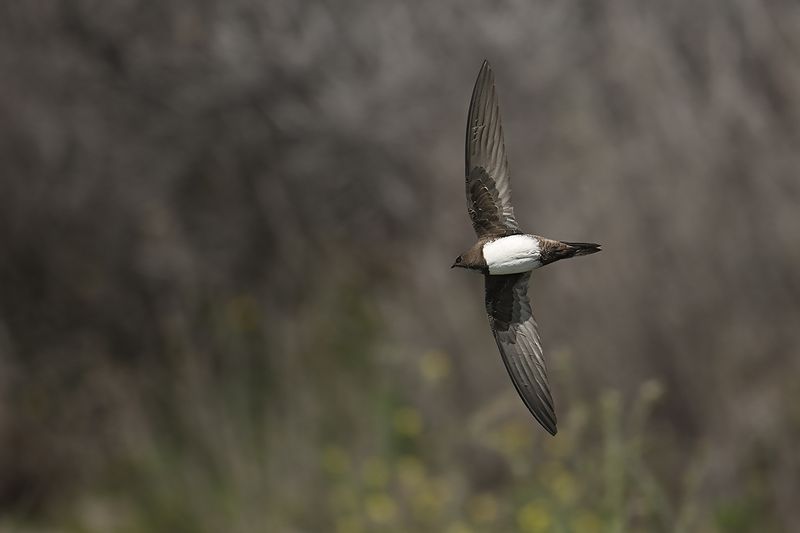 Alpine Swift (Tachymarptis melba)