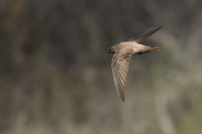 Alpine Swift (Tachymarptis melba)