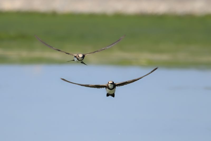 Alpine Swift (Tachymarptis melba)