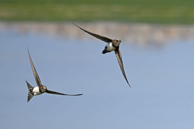 Gallery Alpine Swift