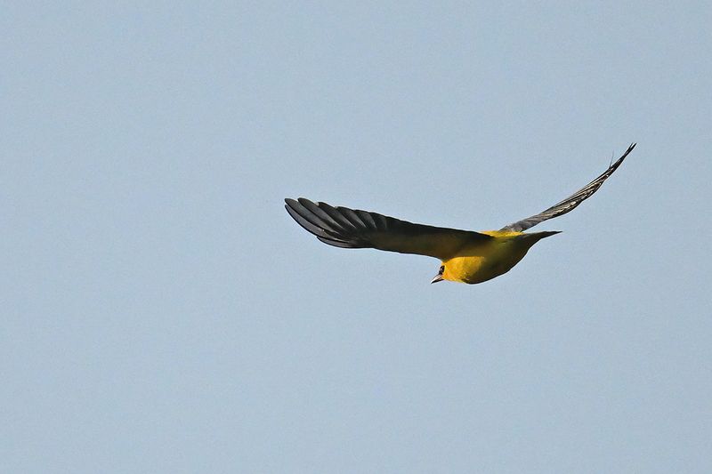 Eurasian Golden Oriole (Oriolus oriolus)