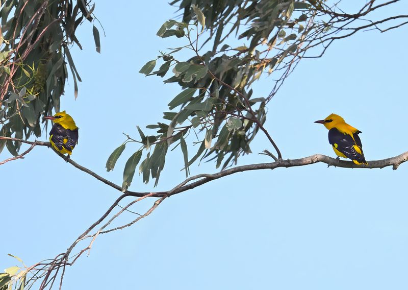Eurasian Golden Oriole (Oriolus oriolus)