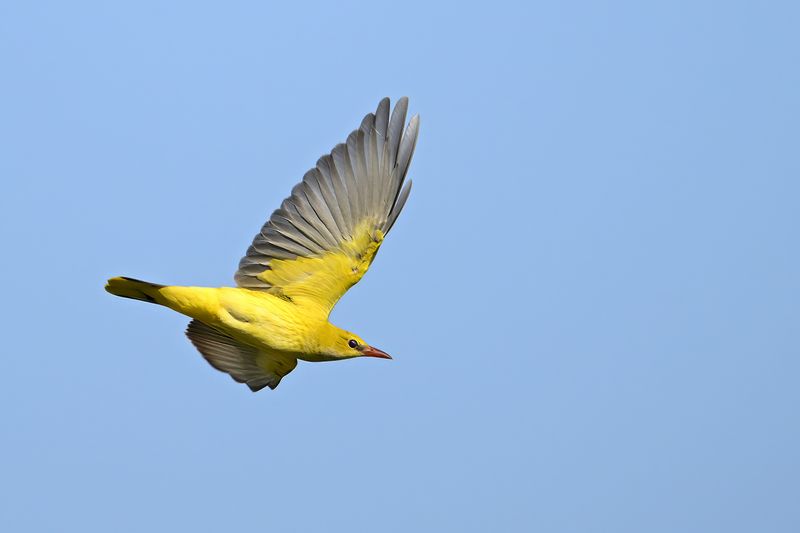 Eurasian Golden Oriole (Oriolus oriolus)