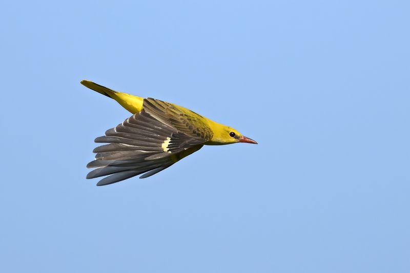 Eurasian Golden Oriole (Oriolus oriolus)