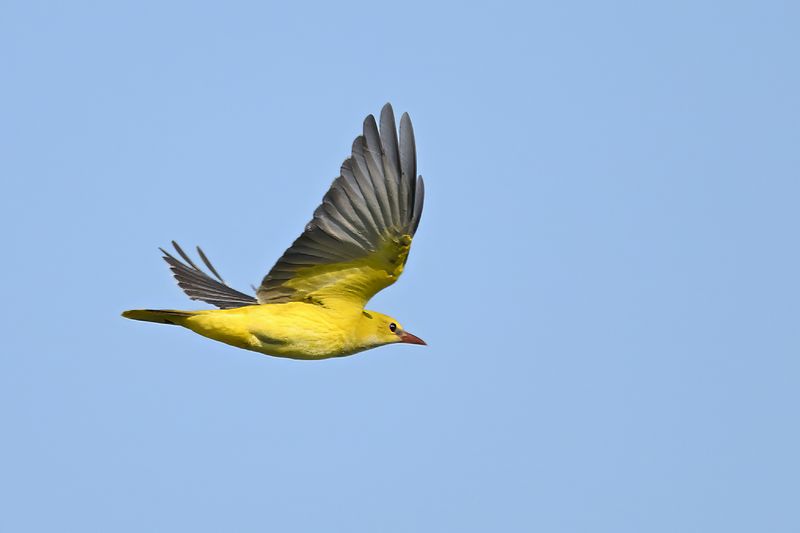Eurasian Golden Oriole (Oriolus oriolus)