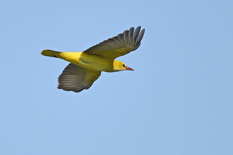 Eurasian Golden Oriole (Oriolus oriolus)