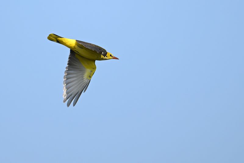 Golden Oriole