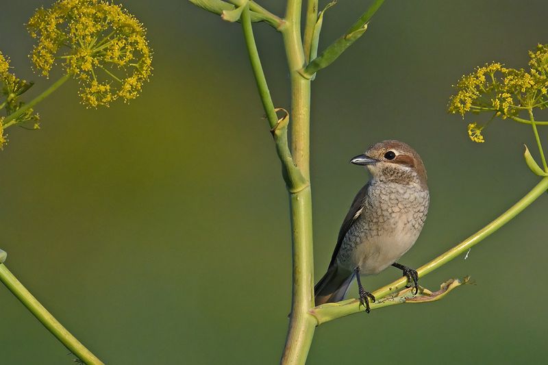 Red-backed Shrike (Lanius collurio)