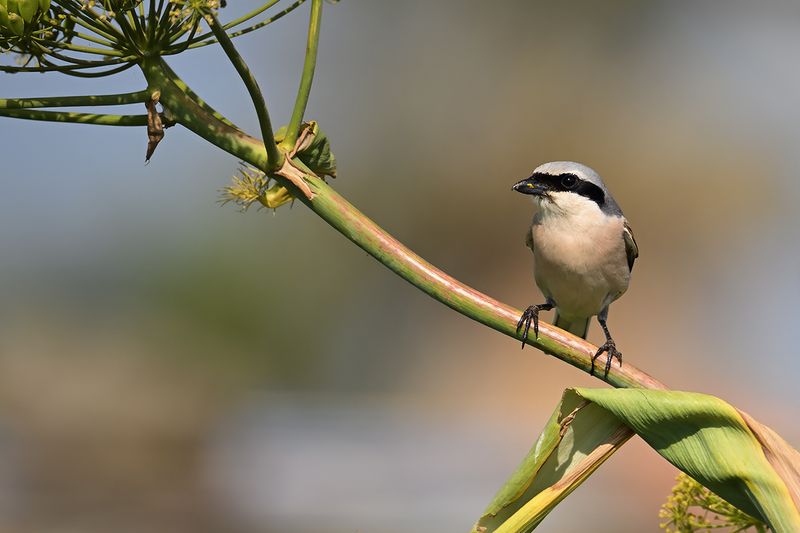 Red-backed Shrike (Lanius collurio)