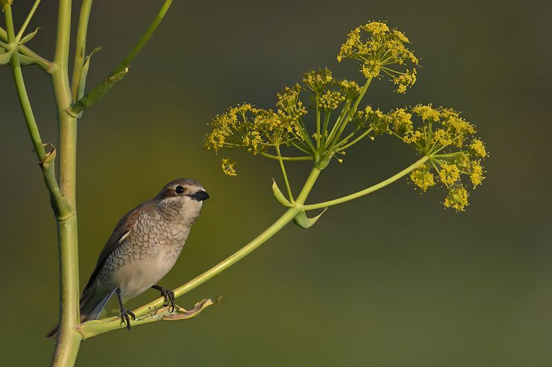 Red-backed Shrike (Lanius collurio)