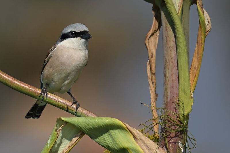 Gallery Red-backed Shrike