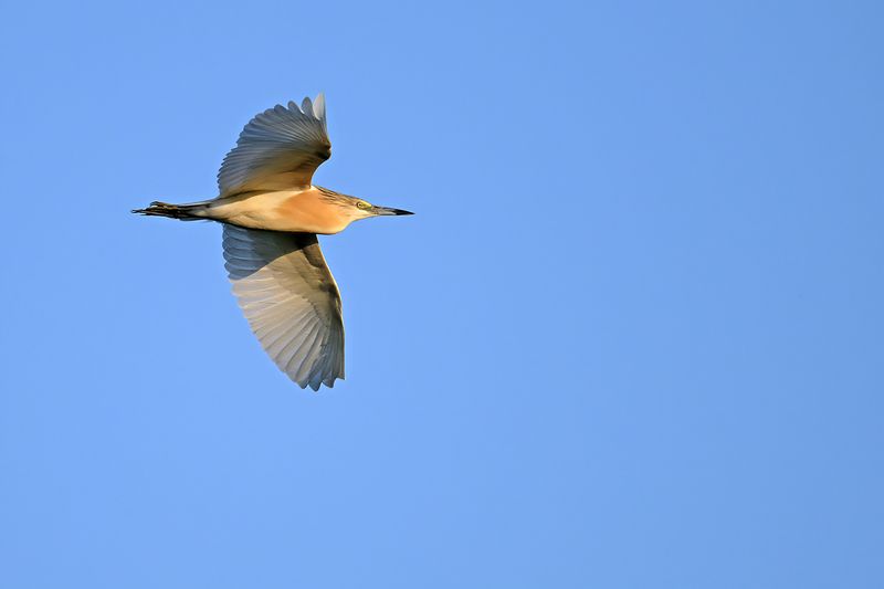 Gallery Squacco Heron