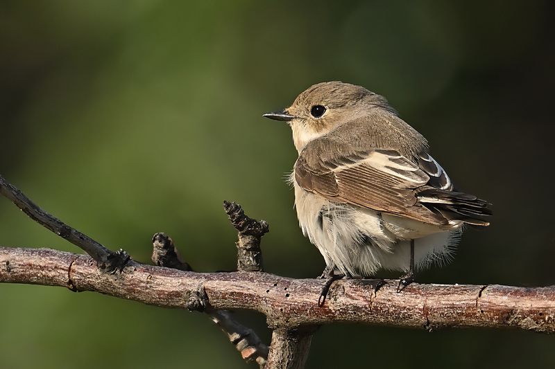 Gallery Pied Flycatcher