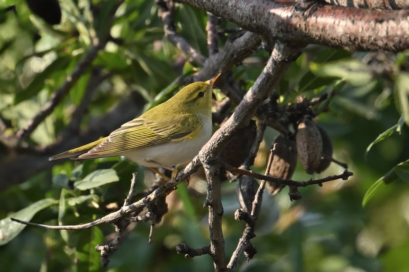 Gallery Wood Warbler