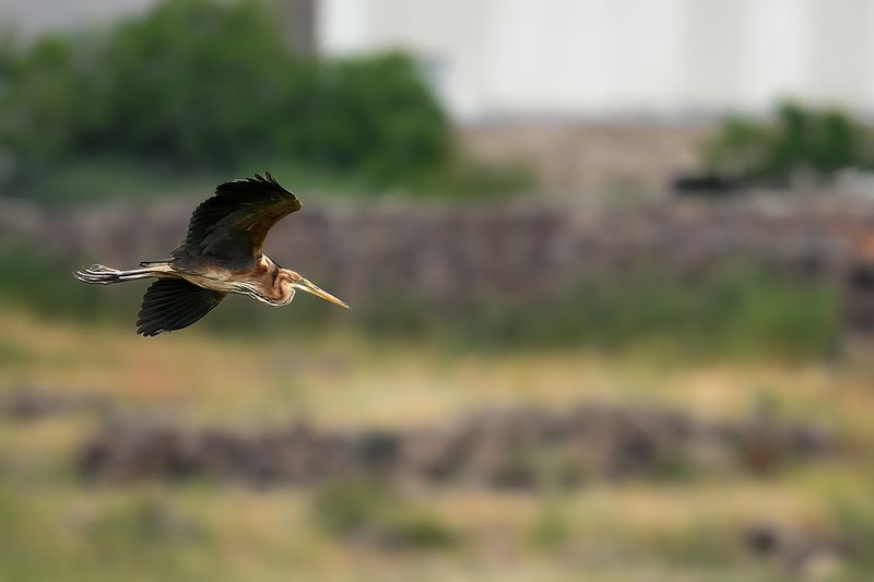 Purple Heron (Ardea purpurea)