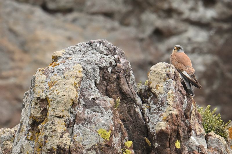 Lesser Kestrel (Falco naumanni)
