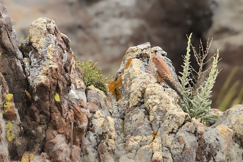 Lesser Kestrel (Falco naumanni)