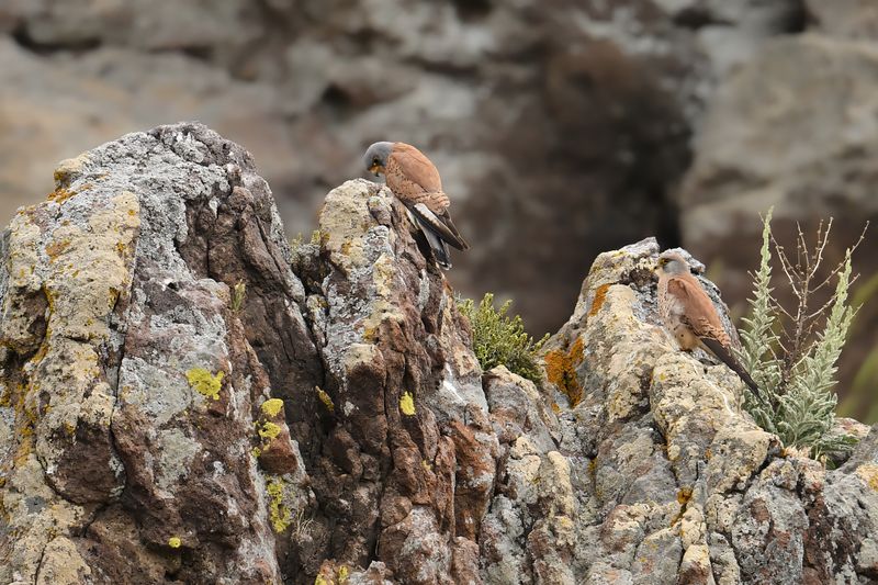 Gallery Lesser Kestrel
