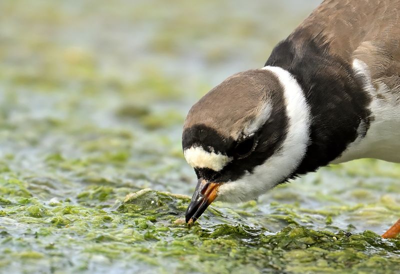 Common Ringed Plover (Charadrius hiaticula)