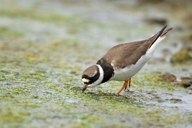 Common Ringed Plover (Charadrius hiaticula)