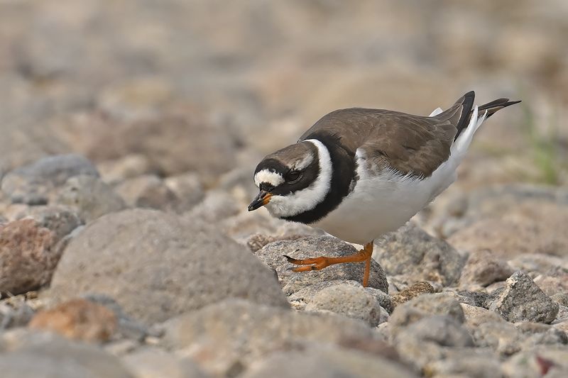 Common Ringed Plover (Charadrius hiaticula)