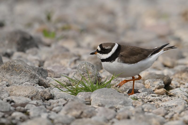 Common Ringed Plover (Charadrius hiaticula)