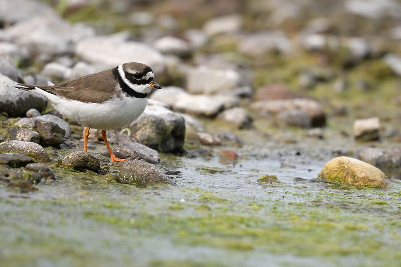 Common Ringed Plover (Charadrius hiaticula)
