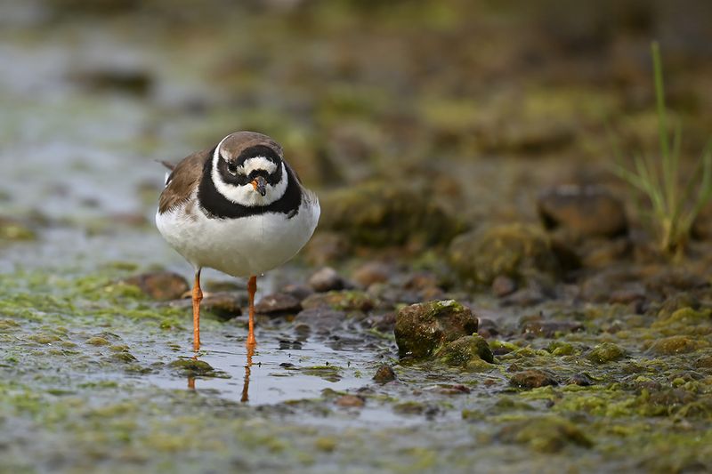Gallery Ringed Plover