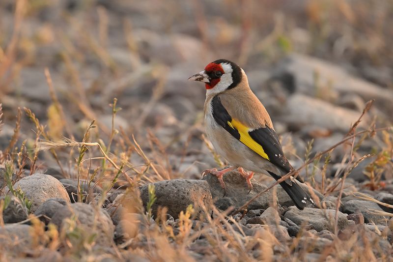 European Goldfinch (Carduelis carduelis)