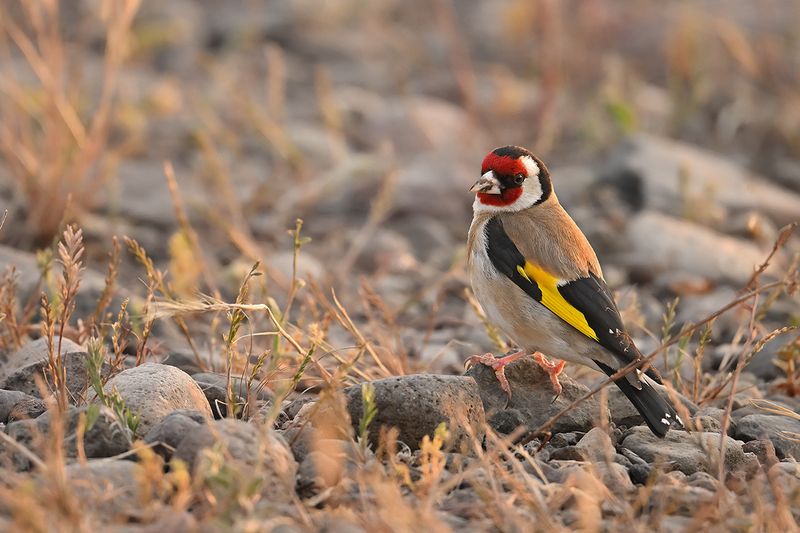 European Goldfinch (Carduelis carduelis)