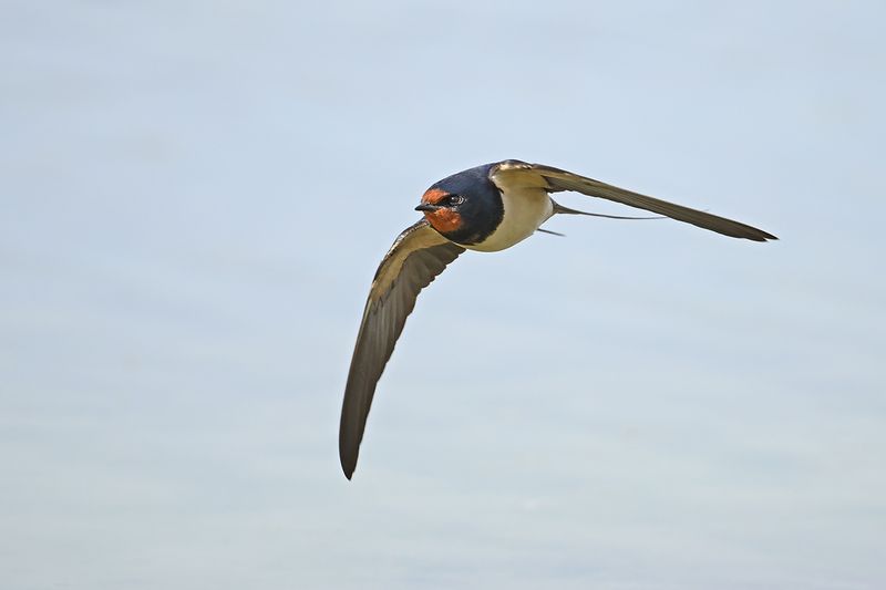 Barn Swallow (Hirundo rustica)