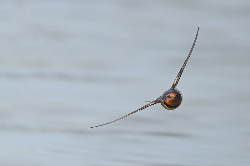 Barn Swallow (Hirundo rustica)