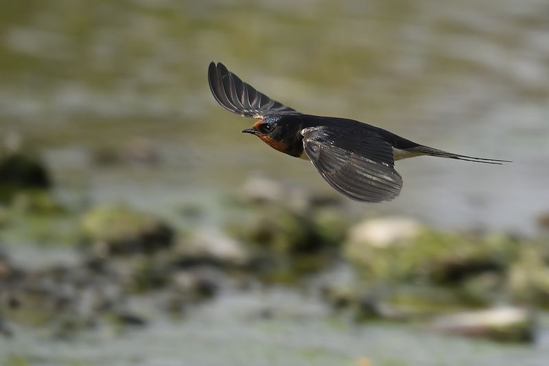 Barn Swallow (Hirundo rustica)