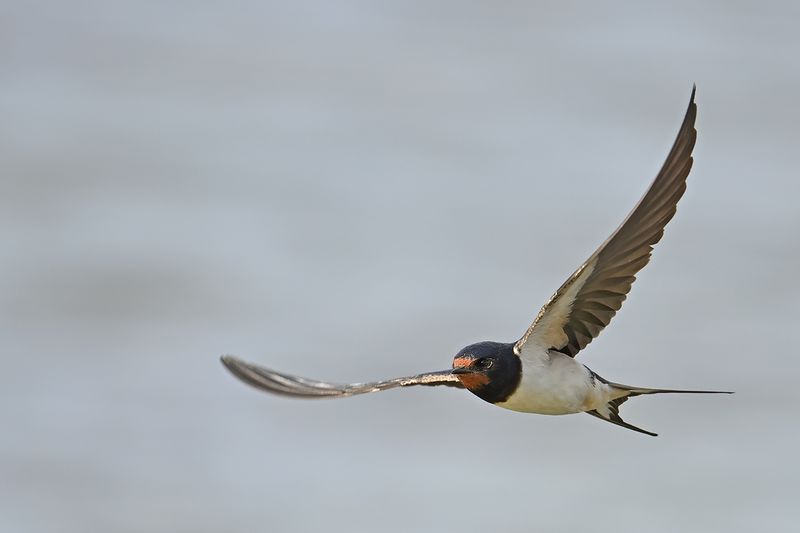 Barn Swallow (Hirundo rustica)