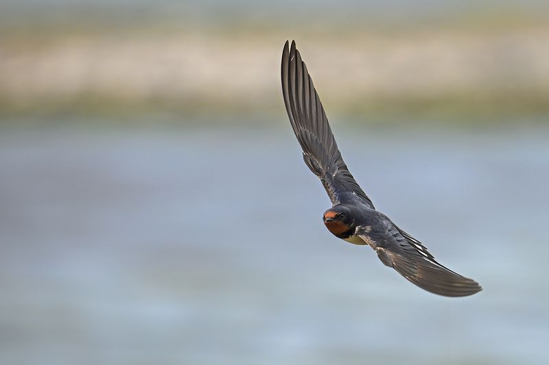 Barn Swallow (Hirundo rustica)