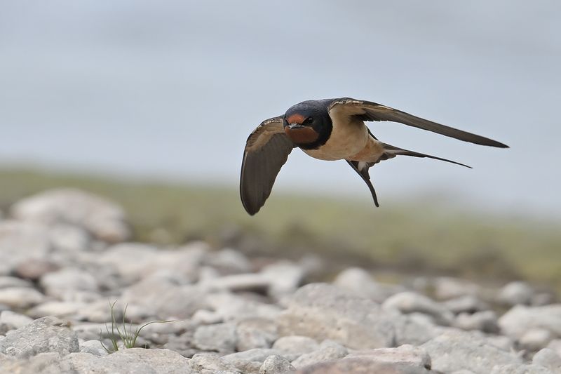 Barn Swallow (Hirundo rustica)
