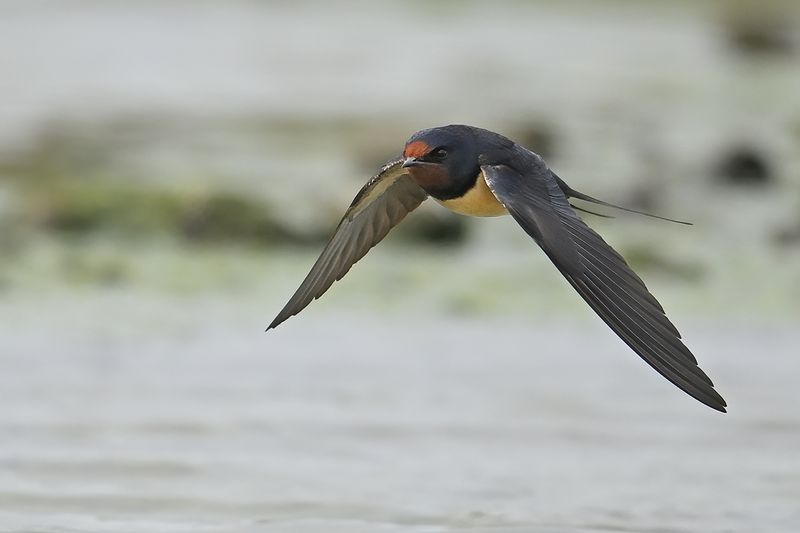Barn Swallow (Hirundo rustica)