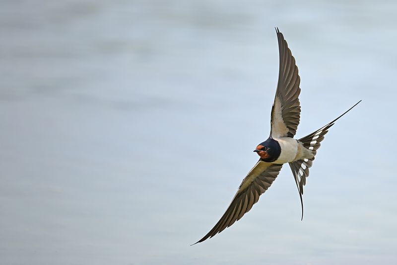 Barn Swallow (Hirundo rustica)