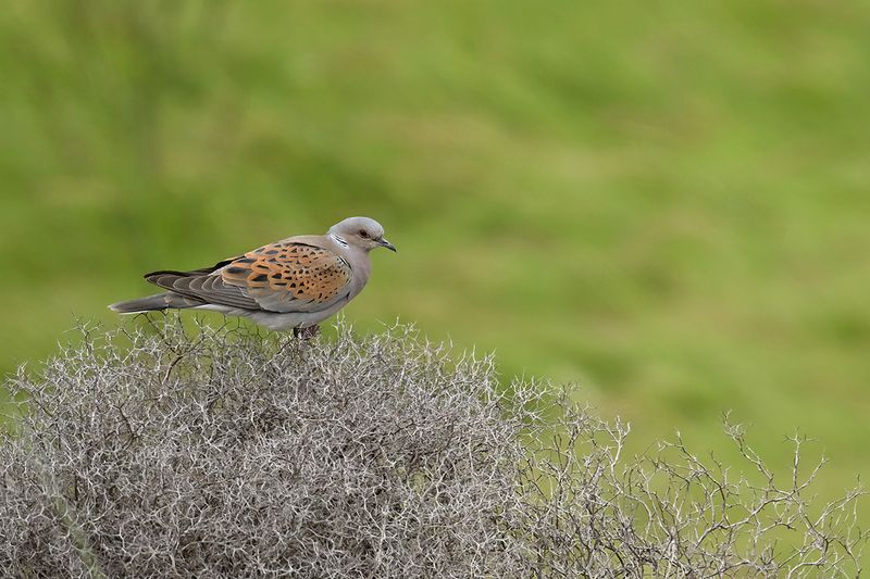 Gallery Turtle Dove