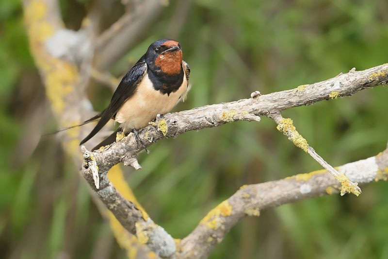 Gallery Barn Swallow (Hirundo rustica)