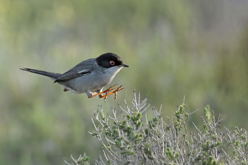 Sardinian Warbler (Sylvia melanocephala)