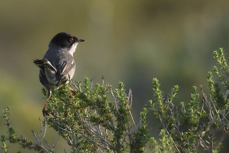 Sardinian Warbler (Sylvia melanocephala)