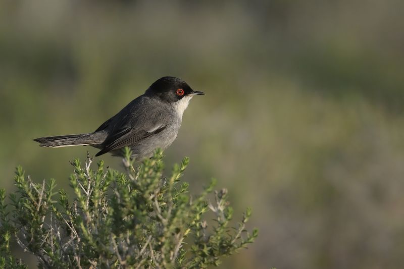 Sardinian Warbler (Sylvia melanocephala)