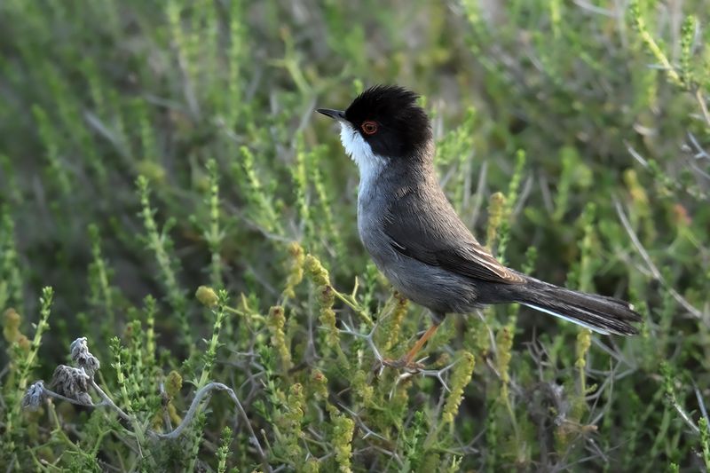 Sardinian Warbler (Sylvia melanocephala)